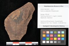 Foto (Objekt + Etikett) von Quercus palaeoilex Ettingshausen (NHMW-GEO-2024-0188-0900)